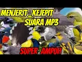 Download Lagu suara menjerit kejepit  burung kecil paling ampuh | burcil ribut _menjerit terbukti pikat ampuh