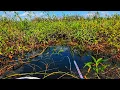 Download Lagu ONDERWATERPLANTEN WORDEN NESTEN VOOR VISSEN OM TE VERZAMELEN
