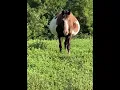 Pregnant Horse with Twins Mula a embarazada con gemelos