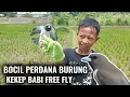 Download Lagu BOCIL PERDANAIIN BURUNG KEKEP BABI ‼️
