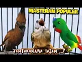 Download Lagu MASTERAN POPULER TEMBAKANNYA TAJAM || cililin vs selindit vs kapas tembak || 3jam