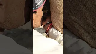 رجل يشرب الحليب من ضرع الناقة 