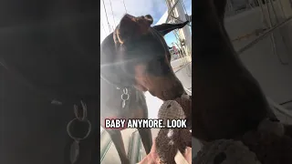 #Fyp #fypシ #pets #doberman #dream