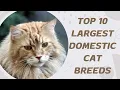 Top 10 Largest Domestic Cat Breeds