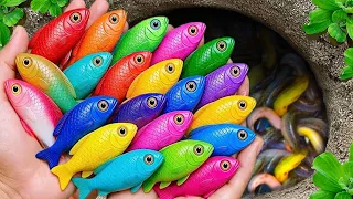 Catch beautiful aquarium fish in small pond baby turtles eel pencil fish iguana mollyfish xecan