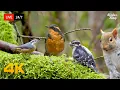 Download Lagu 🔴 24/7 LIVE: Cat TV for Cats to Watch 😺 Beautiful Birds Squirrels in the Forest 4K