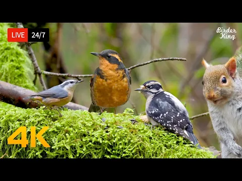 Download MP3 🔴 24/7 LIVE: Cat TV for Cats to Watch 😺 Beautiful Birds Squirrels in the Forest 4K