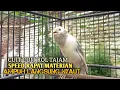 Download Lagu kenari gacor panjang Cuit Cuit EMOSI, Pancingan Kenari Paud Belajar Bunyi, terapi AMPUH Kenari MACET
