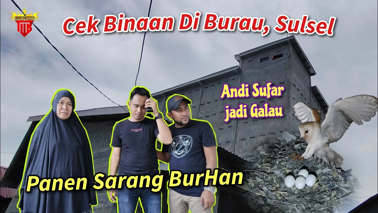 Andi Sufar Jadi Galau Binaan Panen sarang BurHan 🤦. Cek Binaan di Burau Pantai, Sulsel.