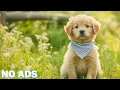Download Lagu Ontspannende muziek voor gestreste honden💤Diepe slaapmuziek voor honden🎶Genezende melodieën voor e