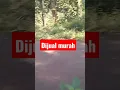 Download Lagu Dijual rp2juta/ubin lokasi salebu majenang