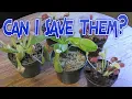 Carnivorous Plant Haul Walmart Lowes - Venus Flytrap Nepenthes Sarracenia
