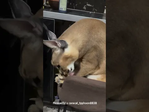 Floppa Typhoon is Cleaning His Body #caracal