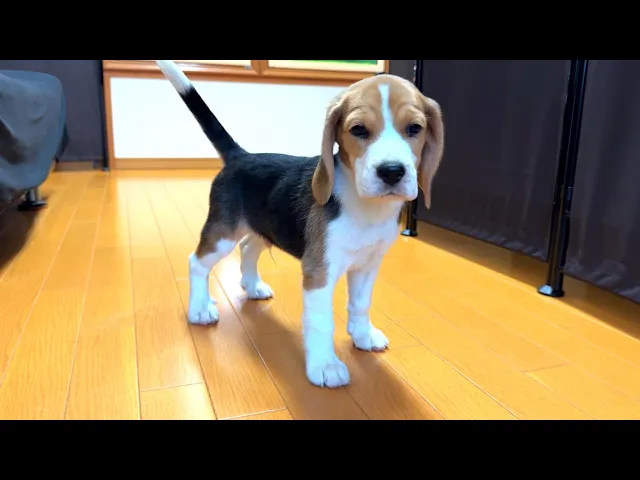 動画