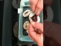 Clutch 6 egg ing Chocolate Dh Hypo Pied X Banana Enchi Chocolate Dh Hypo Pied