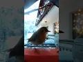 Download Lagu Let me do it for you #memes #soundeffects #birds #robin #narure #wildlife #winter #christmas #lights