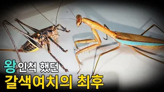 갈색여치의 시대가 끝났다! 왕사마귀가 성충이 되자 벌어진 일