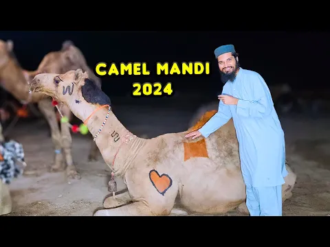 Download MP3 Camel Mandi Main Camels Ke RATES | Cattle Market Karachi | Bakra Eid 2024