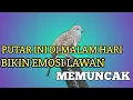 Download Lagu PUTAR INI DI MALAM HARI‼️ perkutut jadi kuat MENTAL 