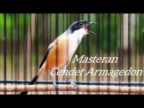 Download MP3 Masteran Khusus Cendet ( ARMAGEDON )