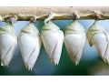 Episode - Nested Forms with Cocoon
