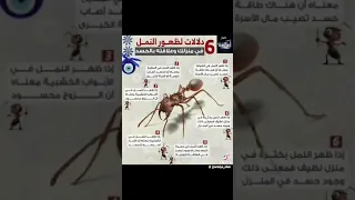 ما يعني ظهور النمل في البيت 