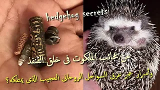 من عجائب الملكوت فى خلق القنفذ وما هو حجر عرق السواحل الروحانى العجيب الذى يمتلكه هذا الكائن 