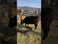 Download Lagu Last calf weaned for the season! #calfweaning #homestead #farming