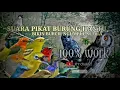 Download Lagu Suara Pikat Burung Hantu Ribut || Segala Jenis Burung Emosi Dengar Ini Langsung Lengket !