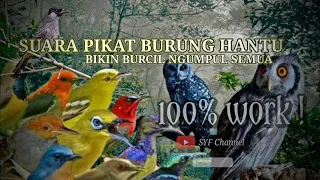 suara pikat burung hantu ribut segala jenis burung emosi dengar ini langsung lengket 