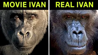 the one and only ivan vs the true story of ivan the gorilla