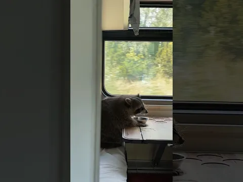 Енот Тема обедает в поезде😋