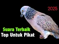 Download Lagu Suara Tekukur Gacor Terbaru 2025 Cocok Untuk Pancingan Dan Pikat
