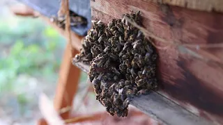 لماذا يتجمع النحل أمام الخلية بهذا الشكل 