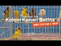 Download Lagu PANCINGAN Kenari BETINA Cuit Cuit dan Gacoran Kenari Frill | Dijamin Kenari Lain Ikut Gacor !!