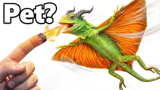 I Got a Pet Dragon... (actually flies)