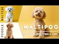 Maltipoo Maltese Poodle Mix Dog Breed Explained - Pros Cons