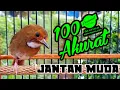 Download Lagu Sikatan Kerongkongan Putih Jantan Dan Betina | Rufous-Browd Flycatcher  Anthipes Solitaris