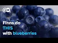 Download Lagu Why Finns are obsessed with blueberries