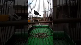 تغريد حسون خلوي مغربي 