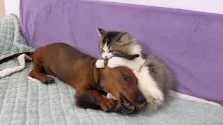The rescued puppy tried to make friends with a little female cat, but the puppy was disappointed!