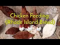 Grated Coconut as Chicken feeds l Rhode Island Breed Agricoolture