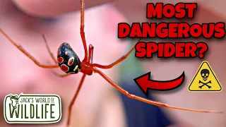 Download THE RED WIDOW! NORTH AMERICA’S DEADLIEST SPIDER MP3