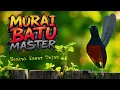 Download Lagu KRETEKAN MURAI BATU EMOSI NEMBAK KASAR TAJAM!!