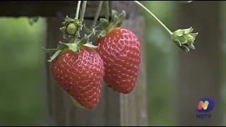 Agro Saúde e Cooperação - Produção de Morangos