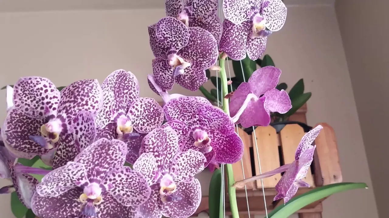 COMO CUIDAR DE ORQUÍDEA VANDA PITAYA NA PAREDE