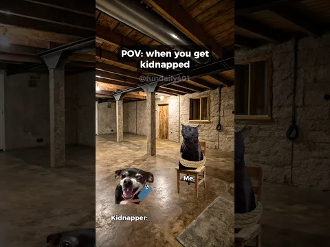 When you get kidnapped #catmemes #funnycats #relatable #cats
