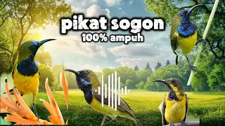 pikat sogon susah turun 100 ampuh pikatsogon kicaumania pikatanburung fyp masukberanda 