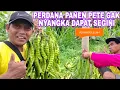 Lagu PERDANA PANEN PETE GAK NYANGKA DAPAT SEGINI