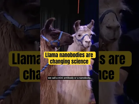 Why llama antibodies are better at attacking viruses #llama #science #molecularbiology #sciencefacts
